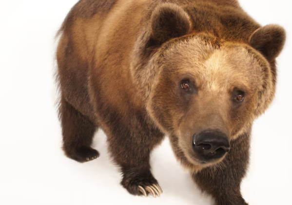 Bears