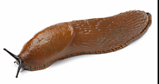 Slugs